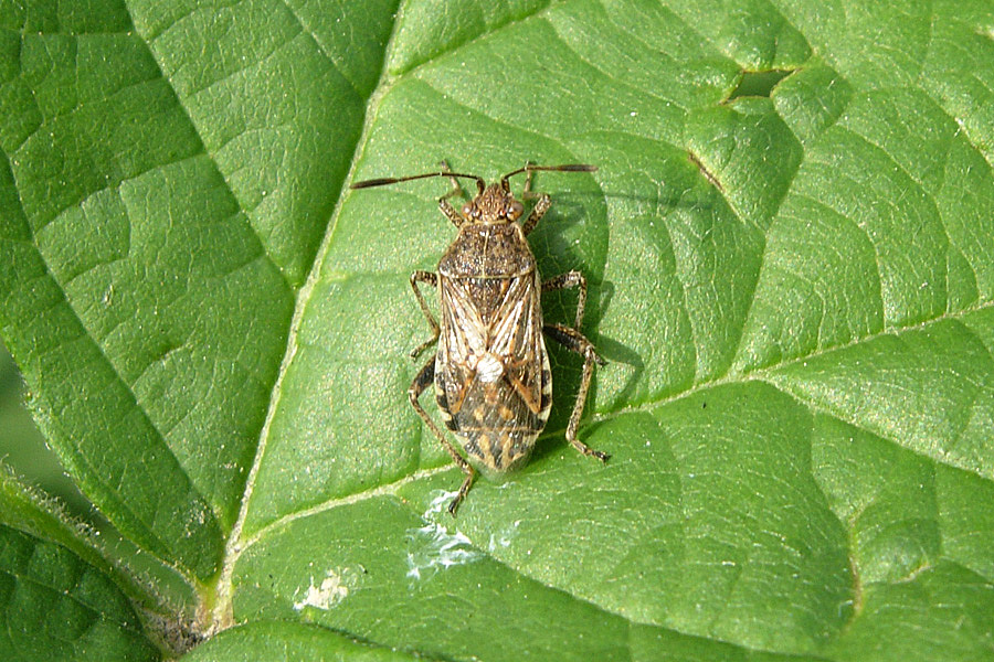 Stictopleurus.. almeno penso!